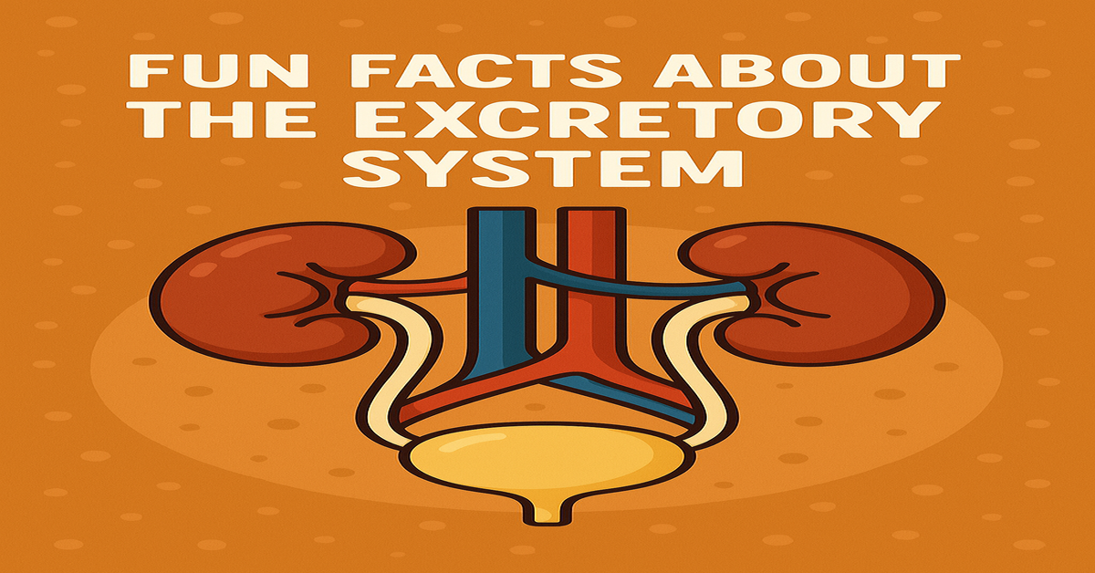 15 Fun Facts About the Excretory System You Didn’t Know